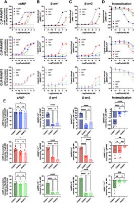 Determining the Effects of Differential Expression of GRKs and β-arrestins on CLR-RAMP Agonist Bias